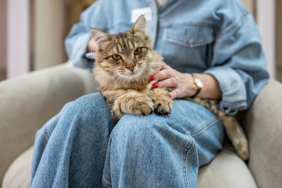 How to Care for Your Aging Cat: Senior Cat Care Guide