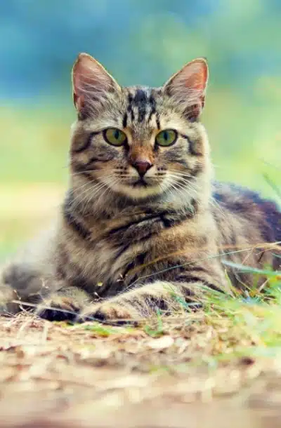 Your Pet’s Care Starts Here
