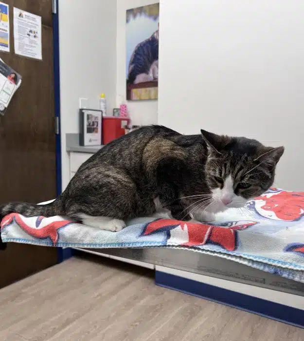 A tabby and white cat sitting on a patterned blanket on an exam table inside a veterinary clinic room.