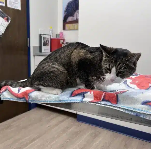 Urgent Care for Dogs and Cats in Rock Hill, SC