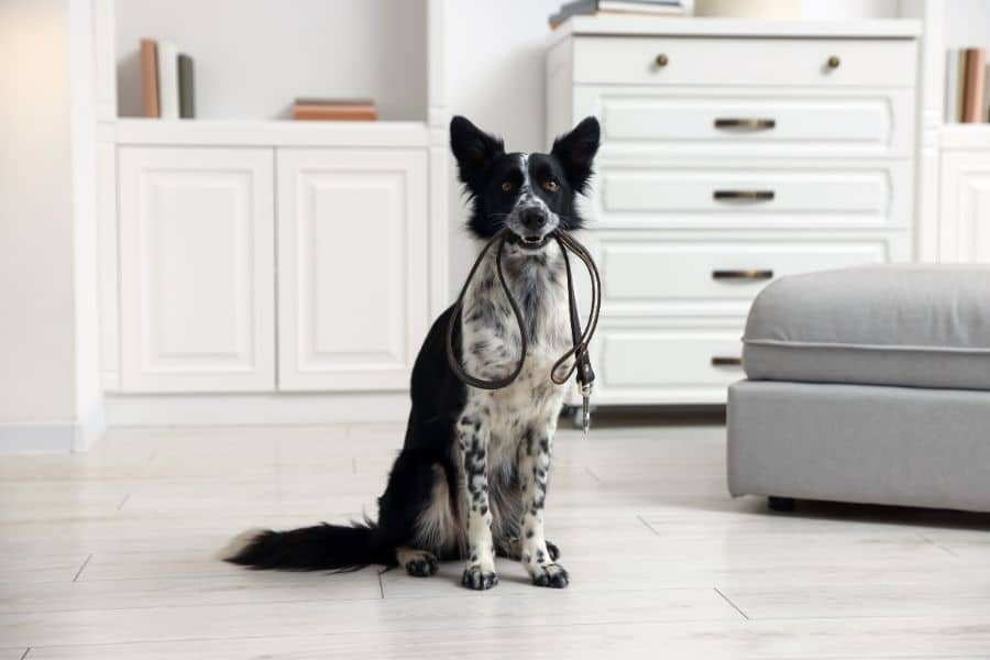pet-diabetes-diagnosis-long-term-management-rock-hill